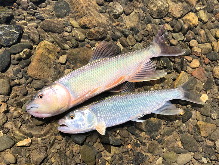 琵琶湖 夏の風物詩 ハスフィッシングのすすめ 琵琶湖のハス釣りが熱い 釣りパラダイス
